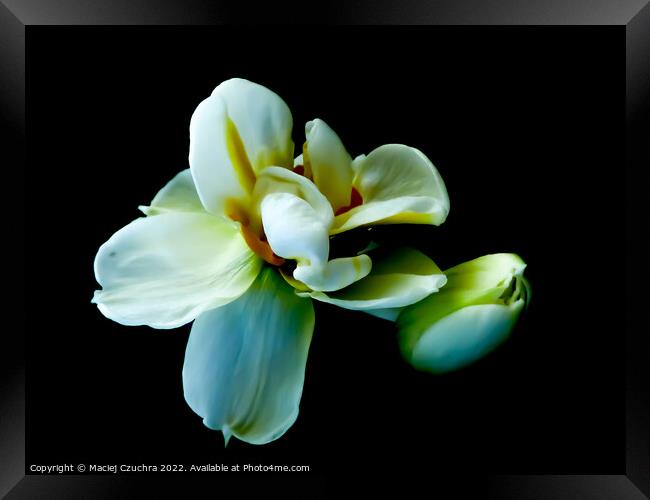 White Tulips Framed Print by Maciej Czuchra