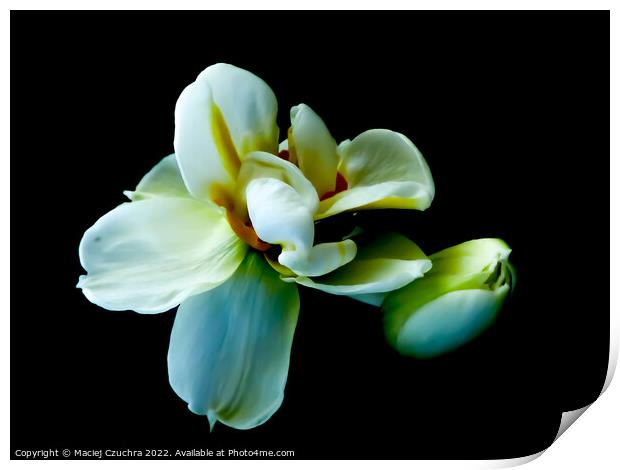 White Tulips Print by Maciej Czuchra