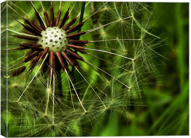 dandelion in the grass Canvas Print by Heather Newton