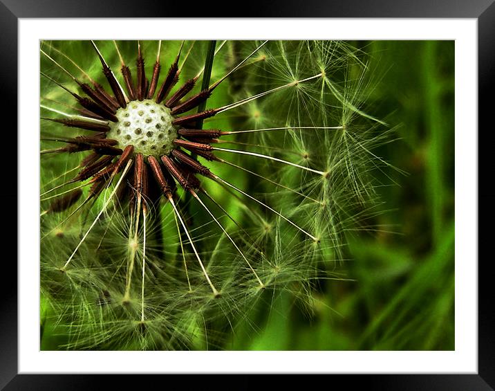 dandelion in the grass Framed Mounted Print by Heather Newton