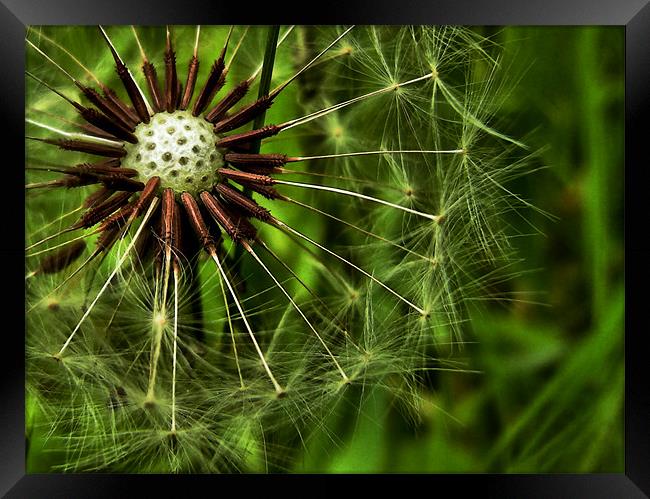 dandelion in the grass Framed Print by Heather Newton
