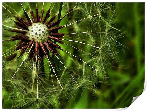 dandelion in the grass Print by Heather Newton