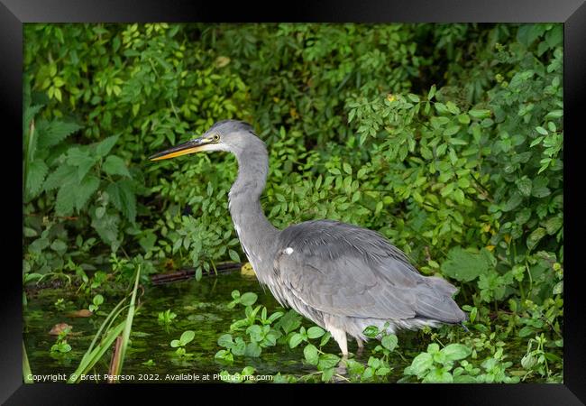 Grey Heron Framed Print by Brett Pearson