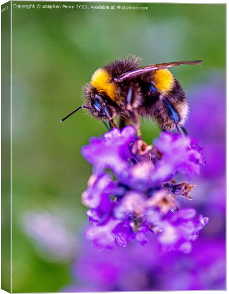 Bee on Lavender Canvas Print by Stephen Pimm
