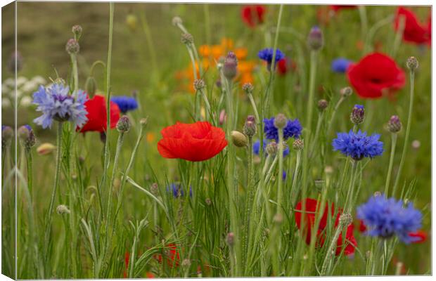poppies and cornflowers Canvas Print by kathy white