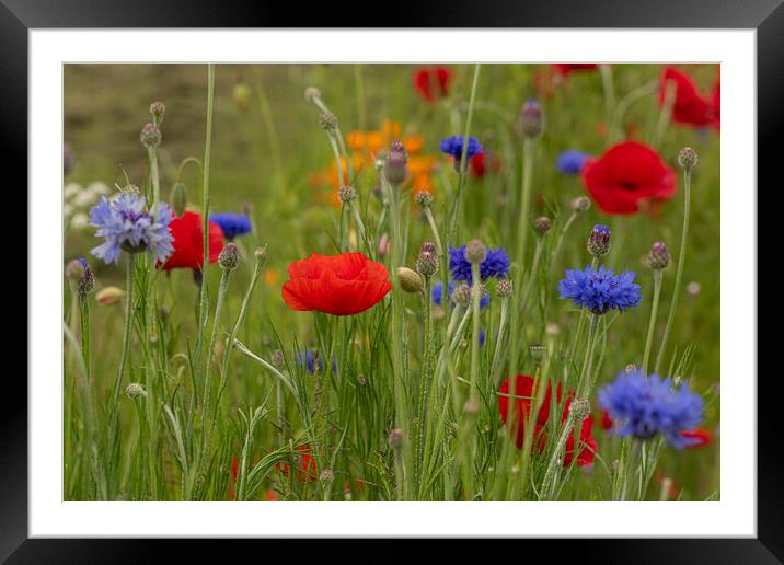 poppies and cornflowers Framed Mounted Print by kathy white