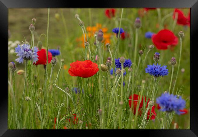 poppies and cornflowers Framed Print by kathy white