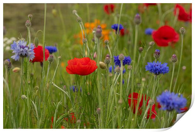 poppies and cornflowers Print by kathy white