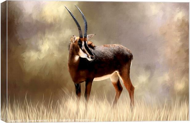 Sable Antelope Canvas Print by Donna Kennedy