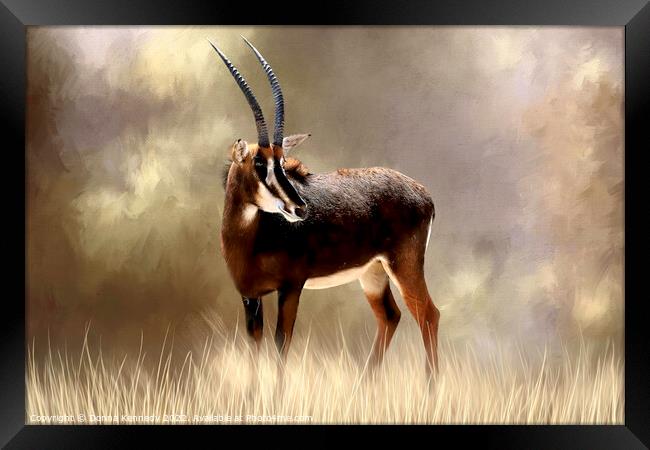 Sable Antelope Framed Print by Donna Kennedy