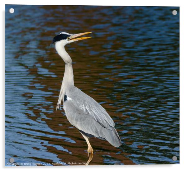 Grey Heron Acrylic by Brett Pearson