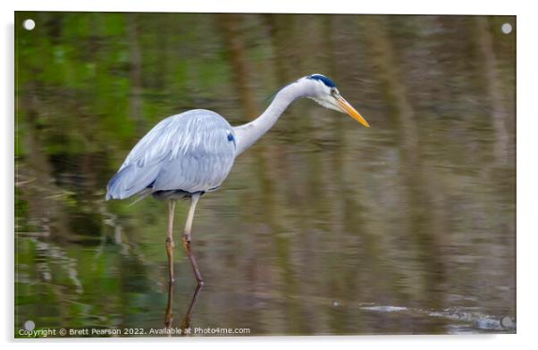 Grey Heron Acrylic by Brett Pearson