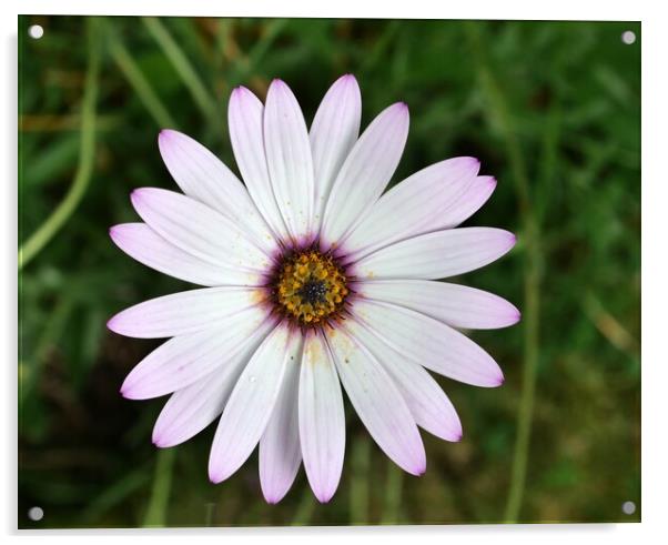 Daisy in flower Acrylic by Roy Hinchliffe