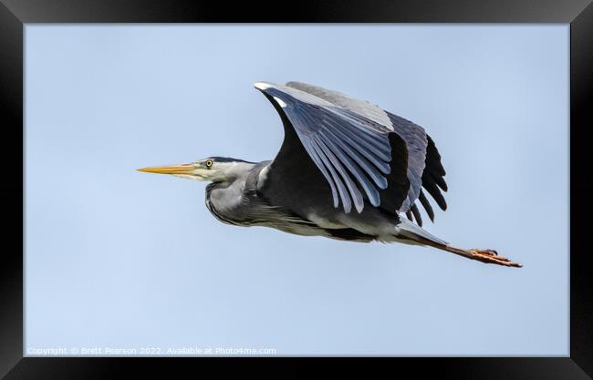 Grey Heron Framed Print by Brett Pearson