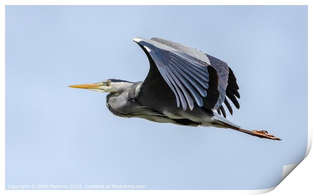 Grey Heron Print by Brett Pearson