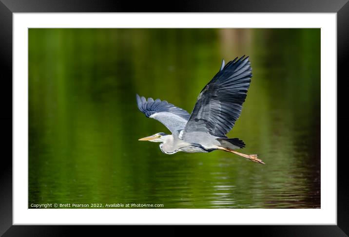 Grey Heron Framed Mounted Print by Brett Pearson