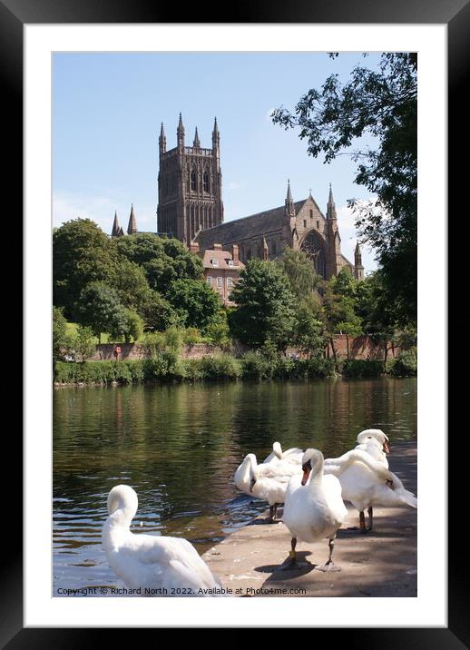Majestic Worcester Cathedral on the River Severn Framed Mounted Print by Richard North