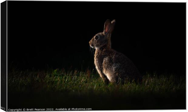 Rabbit at Sunset Canvas Print by Brett Pearson