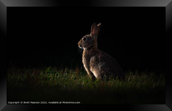 Rabbit at Sunset Framed Print by Brett Pearson