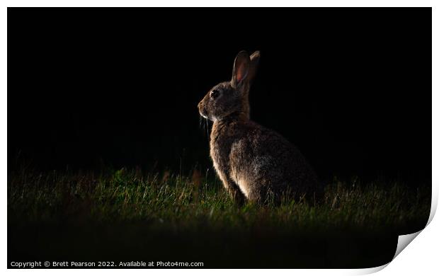 Rabbit at Sunset Print by Brett Pearson