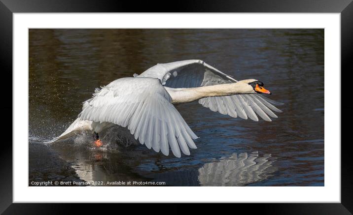 Mute Swan Framed Mounted Print by Brett Pearson
