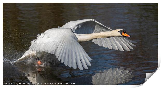 Mute Swan Print by Brett Pearson
