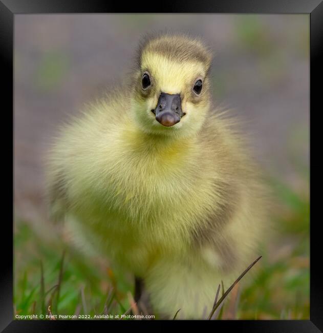 Gosling Framed Print by Brett Pearson