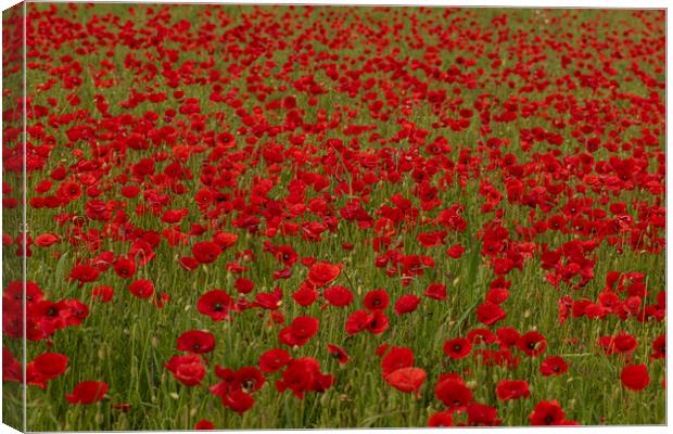 Field of poppies Canvas Print by kathy white