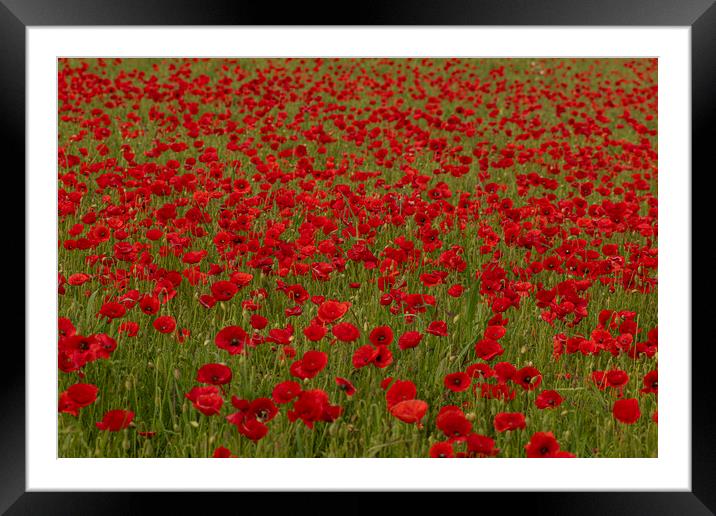 Field of poppies Framed Mounted Print by kathy white