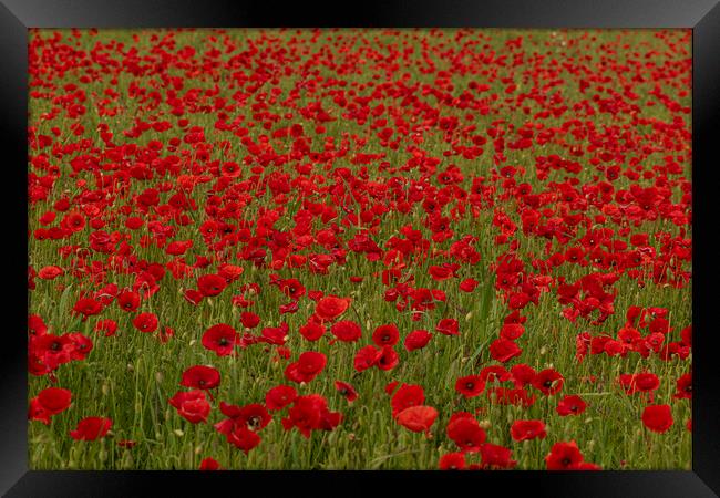 Field of poppies Framed Print by kathy white