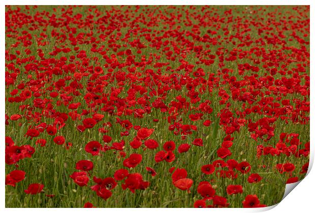 Field of poppies Print by kathy white