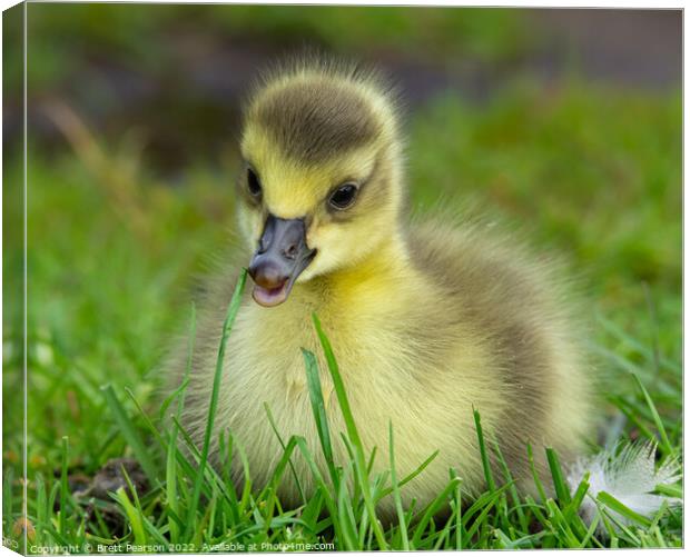 Gosling Canvas Print by Brett Pearson