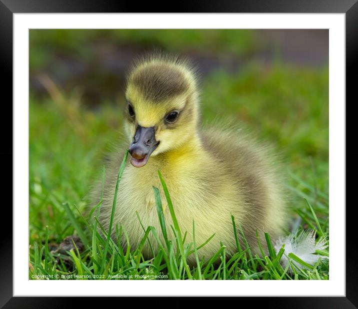 Gosling Framed Mounted Print by Brett Pearson