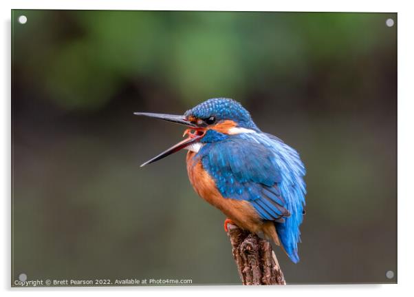 Common Kingfisher Acrylic by Brett Pearson