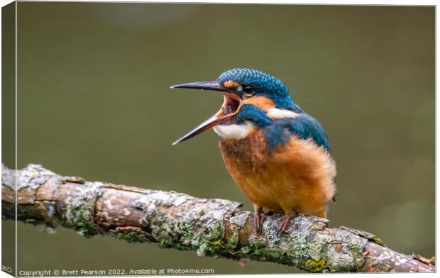 Common Kingfisher Canvas Print by Brett Pearson