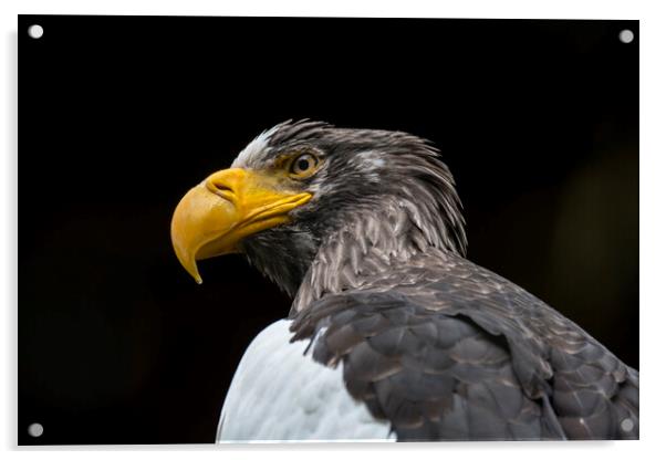 Steller's Sea Eagle Acrylic by Arterra 