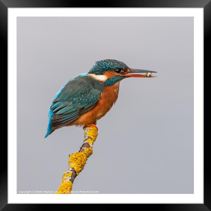 Kingfisher Framed Mounted Print by Brett Pearson