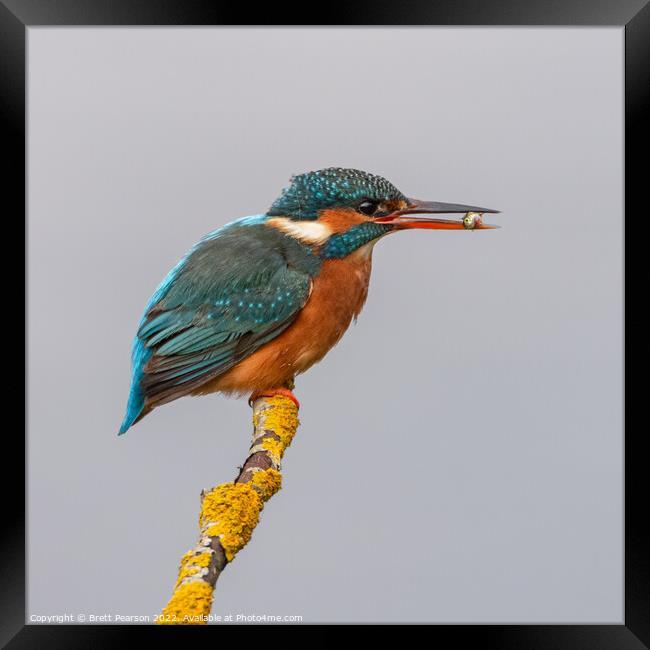 Kingfisher Framed Print by Brett Pearson