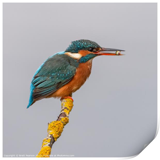 Kingfisher Print by Brett Pearson