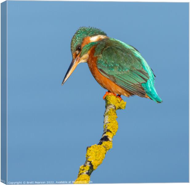 Common Kingfisher Canvas Print by Brett Pearson