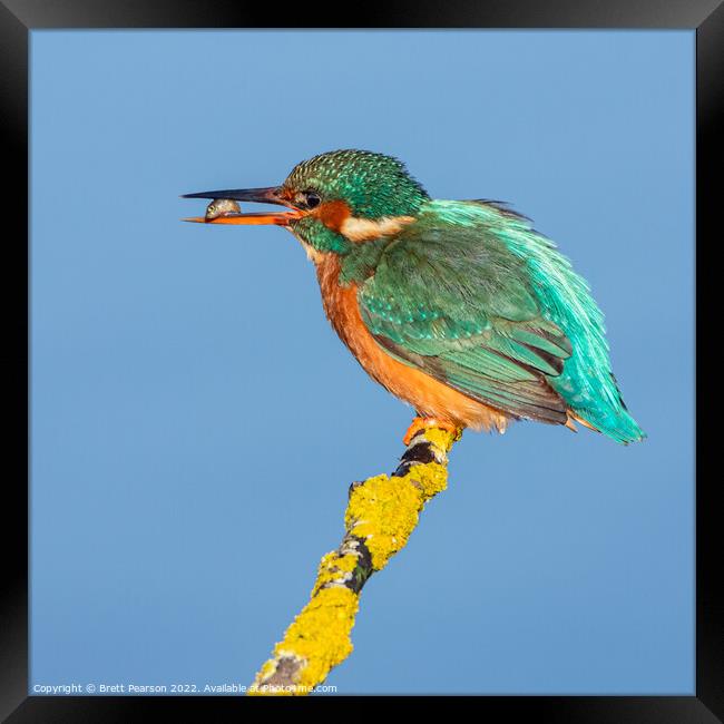 Common Kingfisher Framed Print by Brett Pearson