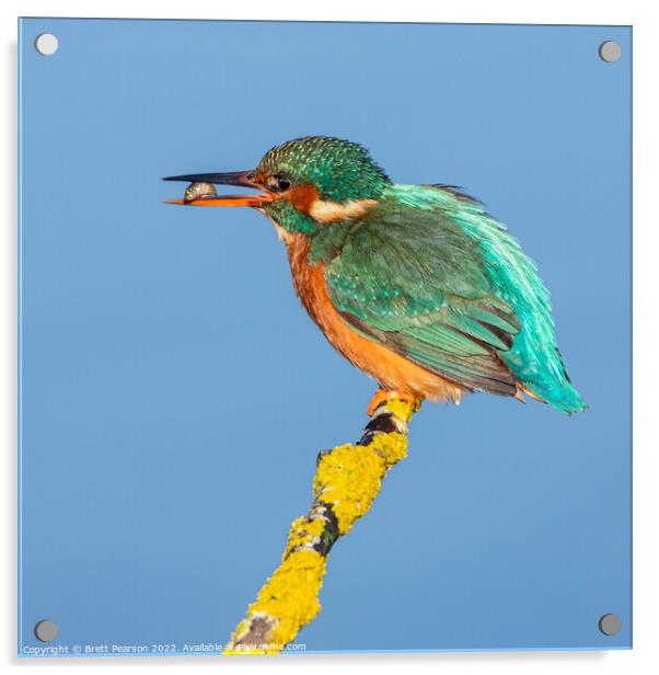 Common Kingfisher Acrylic by Brett Pearson