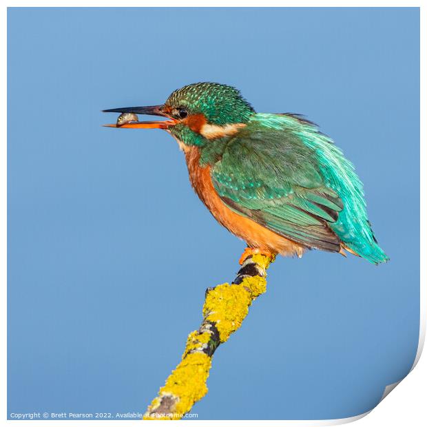 Common Kingfisher Print by Brett Pearson