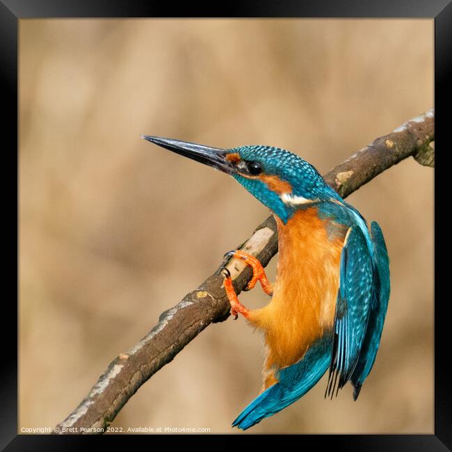 Common Kingfisher Framed Print by Brett Pearson