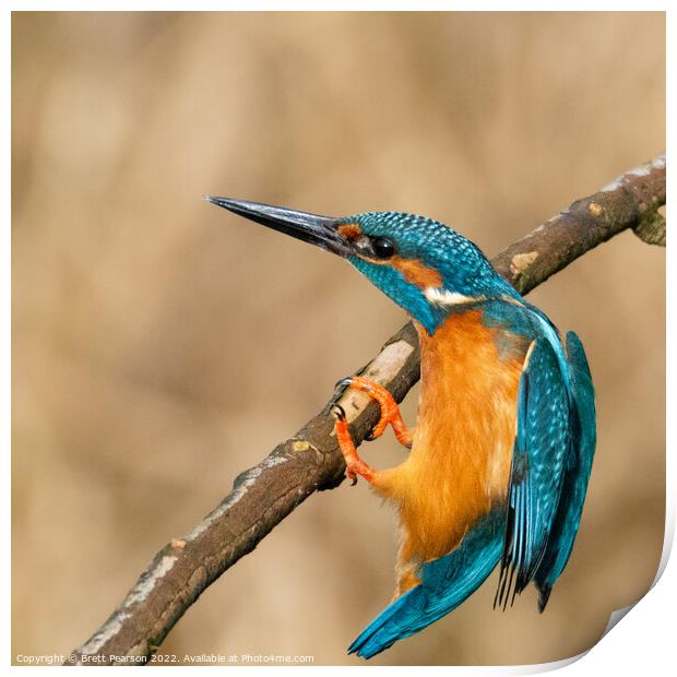 Common Kingfisher Print by Brett Pearson