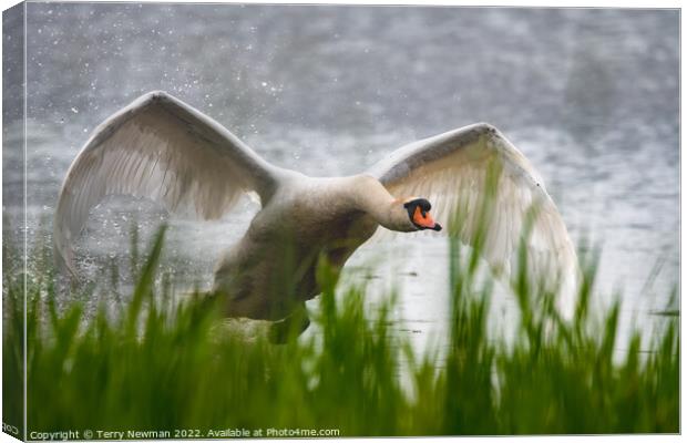 Majestic Swan Soaring Canvas Print by Terry Newman