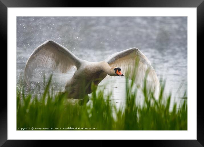 Majestic Swan Soaring Framed Mounted Print by Terry Newman