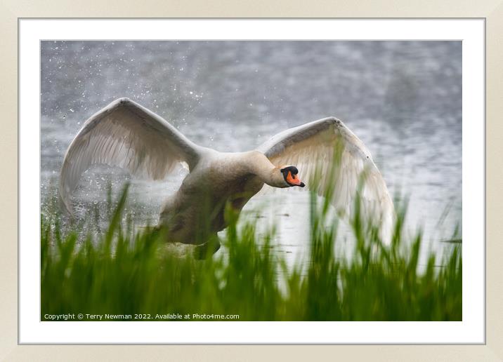 Majestic Swan Soaring Framed Mounted Print by Terry Newman