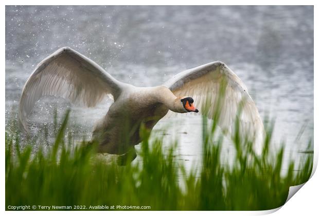 Majestic Swan Soaring Print by Terry Newman