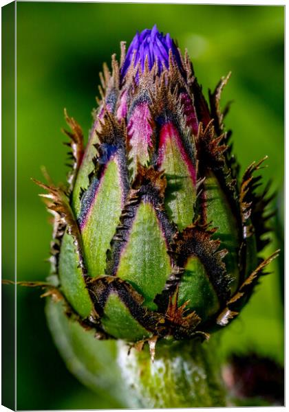 Cornflower in Bud Canvas Print by Oxon Images